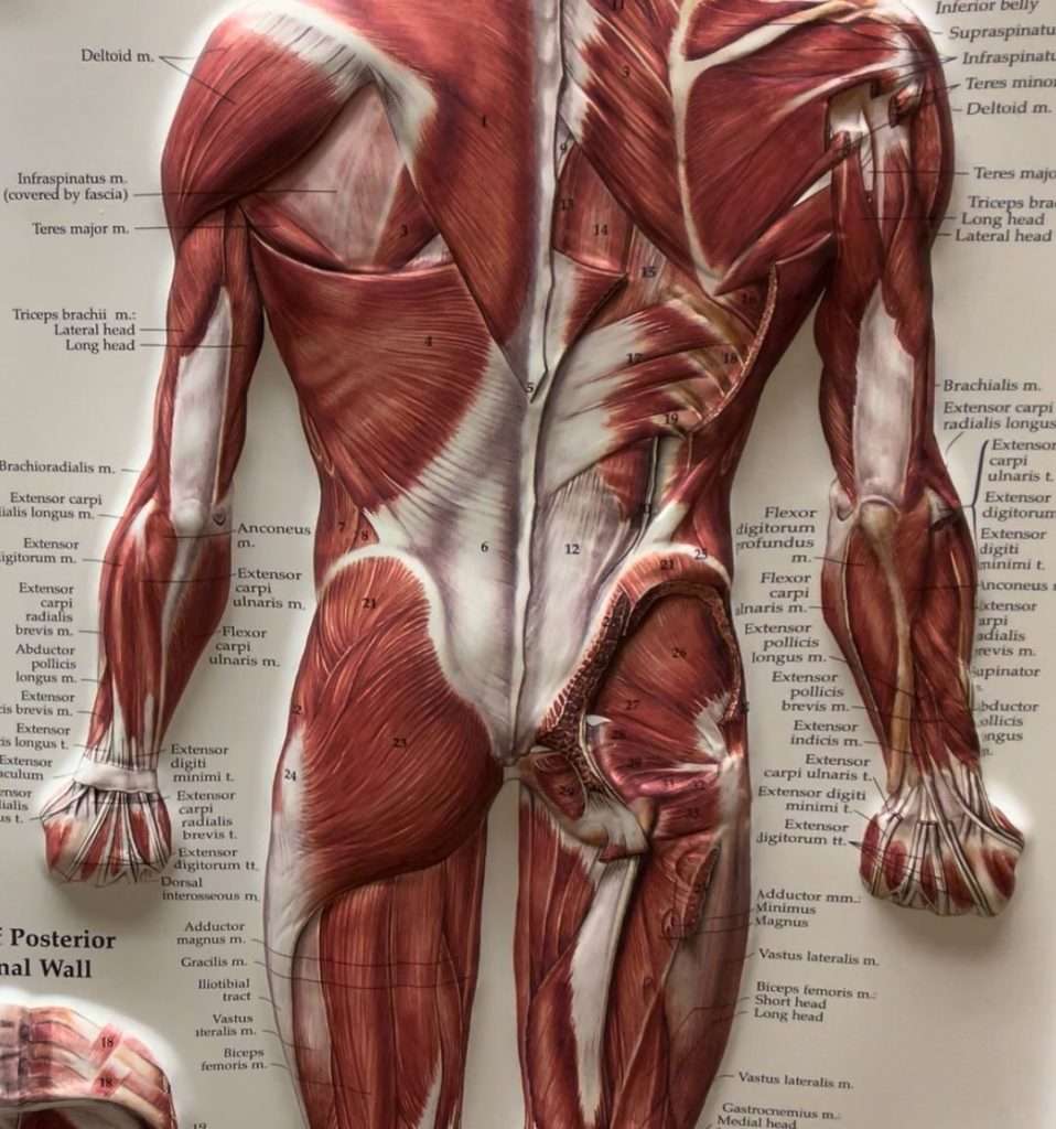 Glute deep hip rotators