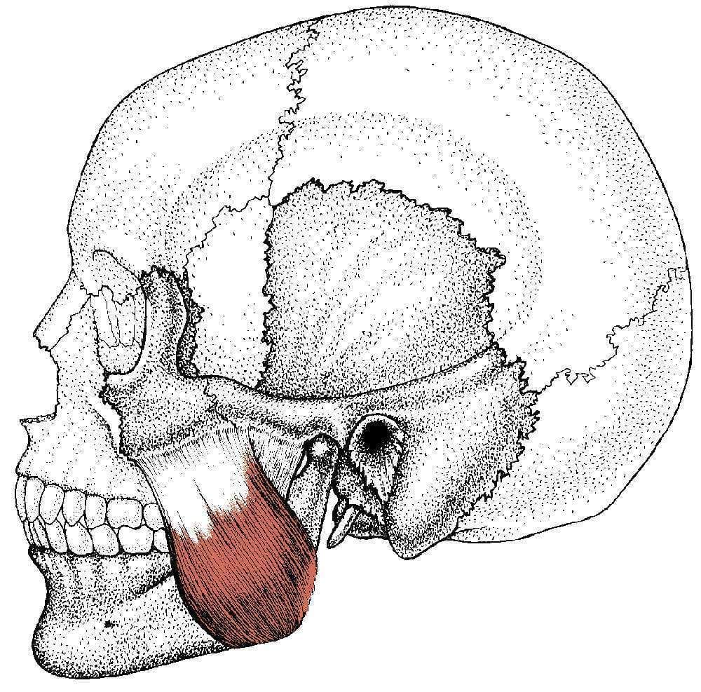 Masseter