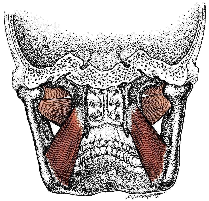 Medial Pterygoid